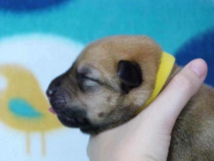 chinook puppy